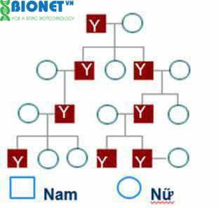 Xét nghiệm ADN xác định quan hệ huyết thống theo dòng cha - Công Ty Cổ Phần Công Nghệ Sinh Học Bionet Việt Nam